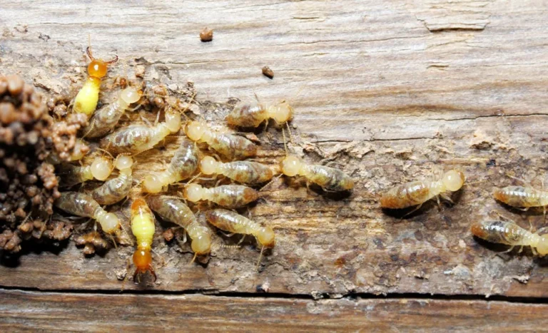 Common Types of Termites Found in Gurugram Homes & Buildings