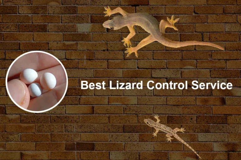 Lizard Control Services: Safe and Effective Solutions